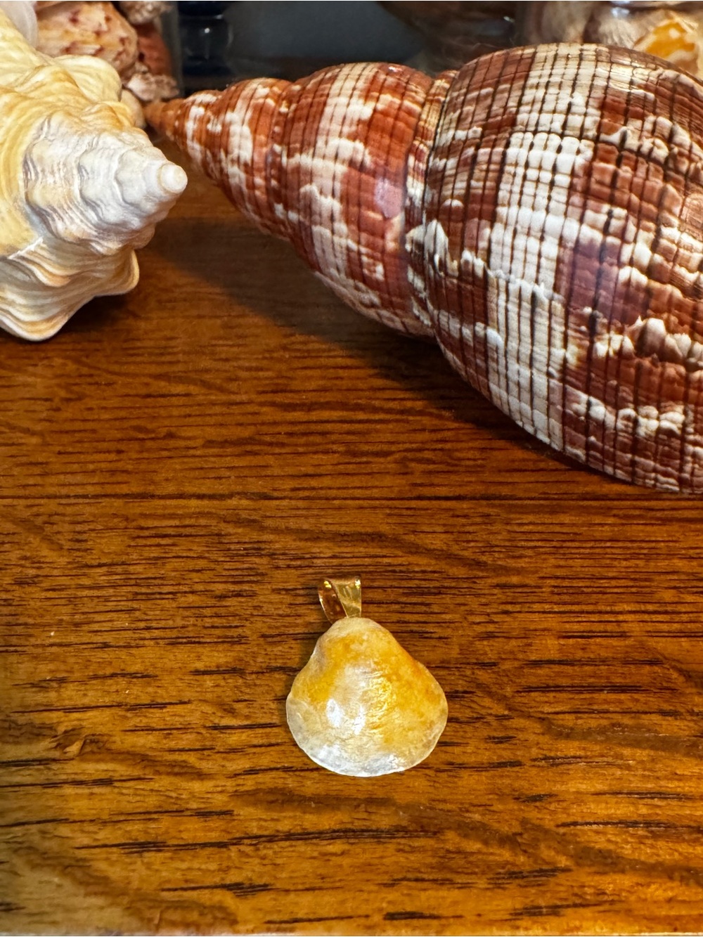 Yellow Jingle Shell Pendant with Gold Bail